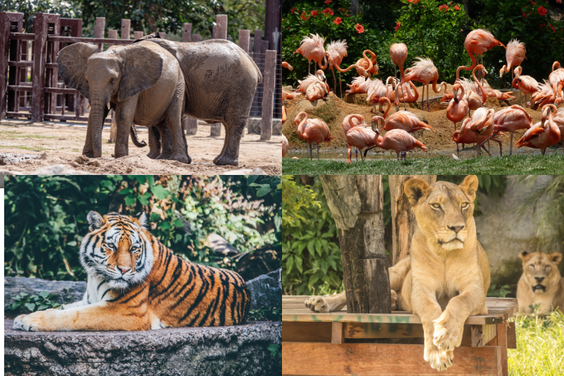 Songkhla Zoo : A Hub of Learning and Fun for Families